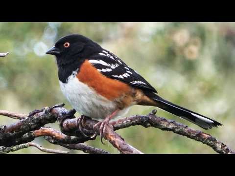 Spotted Towhee Vocalizing in Del Monte Forest | Monterey Peninsula, CA