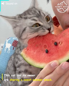 439K views · 11K reactions | The adorable sounds of a cat enjoying some fresh watermelon  | Tabby Paws | Facebook