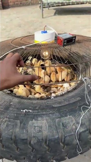 Hatched 200 chicks in BIG TYRE