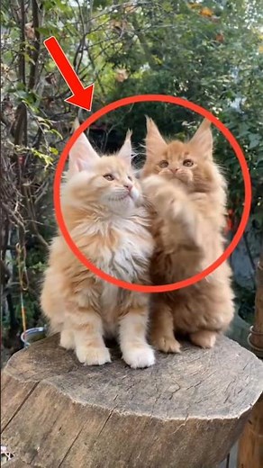 Top 5 Friendliest Cats That Love Humans 🐱❤️ #FriendlyCats #CatLovers #CuteCats #Shorts