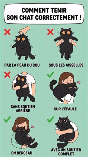 How to hold your cat correctly 🐱 (all the details in the description!)