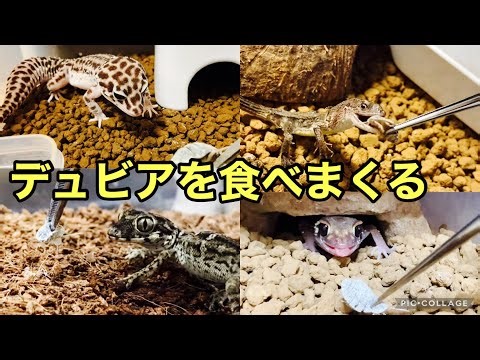 全ての爬虫類達にデュビアを与えます【爬虫類の餌用ゴキブリ】