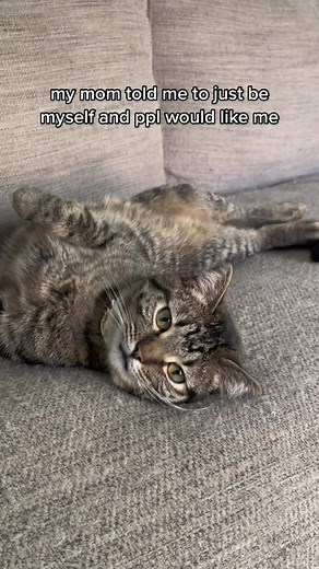 Hilarious Cat Faces Compilation