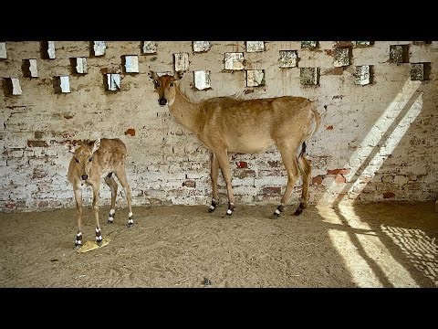 Baby Deer & Mother in Calm Nature 🦌 | Pure Animal ASMR Sounds | 4K Relaxing Video | #deer #animals