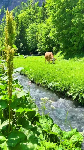 🇨🇭Switzerland🇨🇭#switzerland #swissroads #switzerlandnature #roadtrip #verliebtindieschweiz #swissbeautiful #sisiswiss #swiss