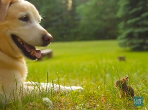 1.7M views · 16K reactions | Make your Monday happier with this dog and baby bunny. (via JukinVideo) | HuffPost Weird News | Facebook