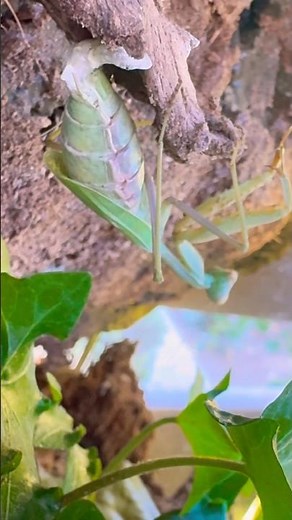 Praying Mantis Laying Egg Sac (Ootheca)