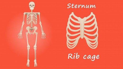 Human Bones Videos: Download 474+ Free 4K & HD Stock Footage Clips - Pixabay