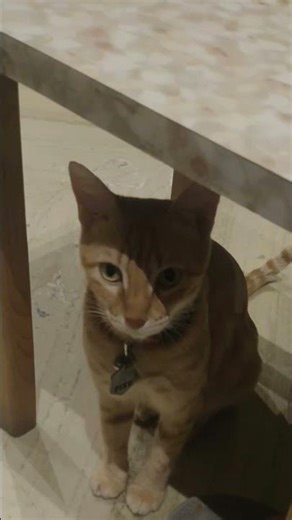 Do not Mess with the Cat Distribution System 😔!!!#cute #funny #shorts #youtubeshorts #catlovers#pets