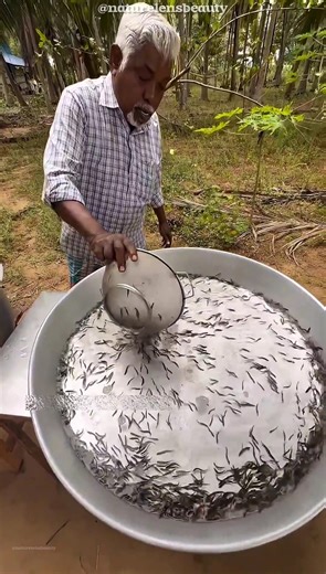 Fish Seeds Farming & Hungry Puffer Fish! #shorts
