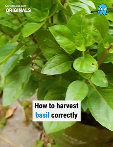 How to pick basil leaves without weakening the plant  | Curioctopus.com | Facebook