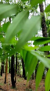 1.5K views · 139 reactions | Srivari Padalu, Tirumala ❤️ Credits: @sreenu19 #forest #nature #naturephotography #photography #trees #landscape #tree #hiking #naturelovers #travel #green #mountains #love #photooftheday #forestphotography #adventure #autumn #outdoors #woods #wildlife #beautiful #naturelover #landscapephotography #art #photo #wald #explore #instagood #spring #bhfyp | It's My Tirupati | Facebook