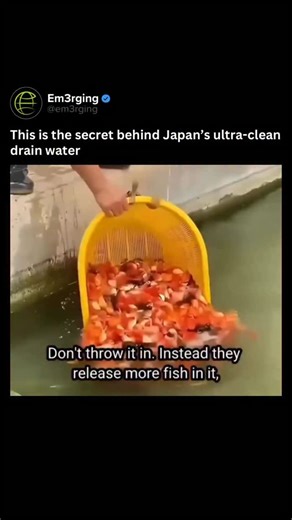 Emerging Technological Advancements on Instagram: "In Japan, some drainage canals are so clean that fish live in them! This encourages people to keep the area free of garbage and pollution. It’s a powerful example of how awareness and responsibility can build a truly sustainable environment—showing that even small actions can make a big difference for nature. • 🔥Don’t miss this opportunity to join us today📱and get exclusive access to the latest insights in the emerging world of technology🤖Fol