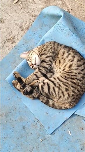 Billi cute moment 💓😍||my Billi new movement funny| #funny #cute #animals #funnycute #besties