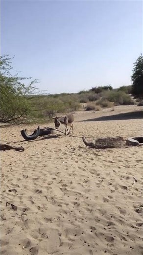 Cute Gadha in Village 🫏 | Donkey Shorts 2026#CuteAnimals#JanwarVideo