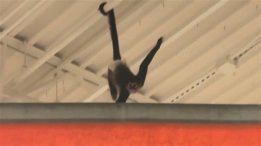Monkey gets loose inside Texas Halloween store