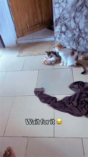 Adorable Calico Cats and Kittens of TikTok