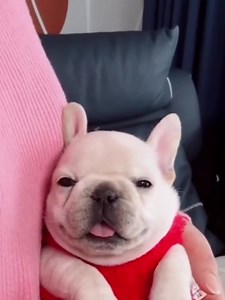 I Am Pibble meme explained: origin & how to use the audio