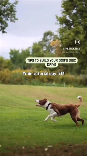 Sarah on Instagram: "How to build your dog’s disc drive! make sure to use frisbees safe for your dog, we use @herodiscusa Follow for more tutorials"
