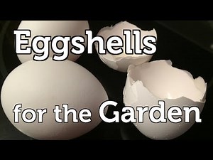 How and Why I Use Eggshells to Fertilize my Organic Garden