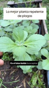 La famosa planta buscapina o falso boldo! Ideal para repeler plagas ya que tiene un olor muy fuerte! #naturaleza #jardin #aromáticas #plantas #plagas | Planeta Jardín y Animales
