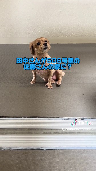 最後は...#犬 #面白い #マルプー #ちくわ