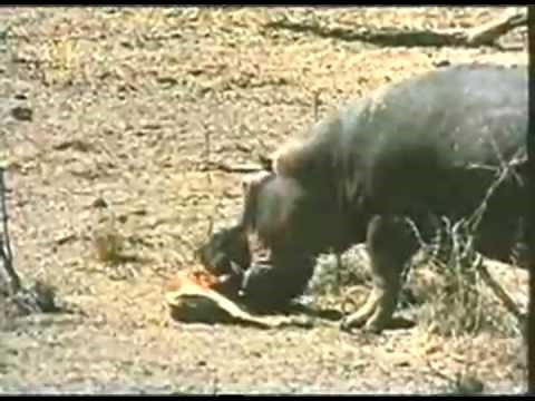 Amazing footage of hippo attacking crocodile