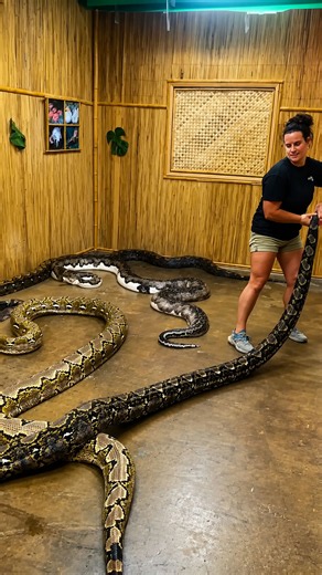 Massive python meets other giant pythons for the first time
