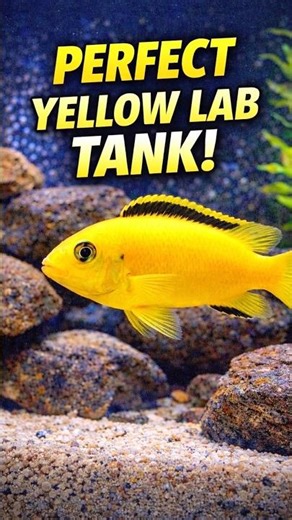 Yellow Lab Cichlid Tank Setup! 😱 Perfect Aquarium #shortvideo