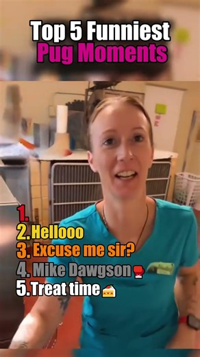 Top 5 Funniest Pug Moments