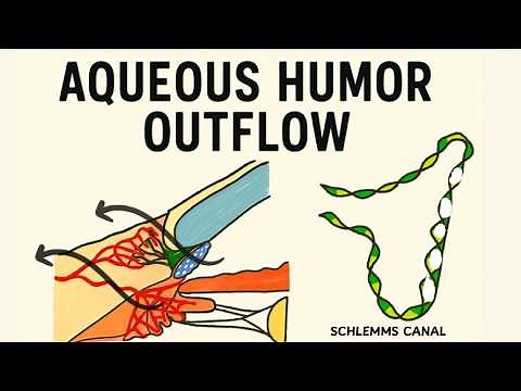 Aqueous Humor Dynamics Part 2 | Conventional & Unconventional Pathways Simplified!