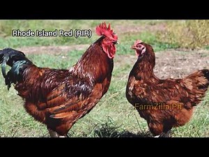 Heritage Chicken: Top 4 Pure Breed Chickens for Meat and Egg Productions