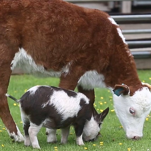 33K views · 71 reactions | International Day of Friendship: Adorable stories of best buds. https://ietv.co/2M3WnpB | Inside Edition | Facebook