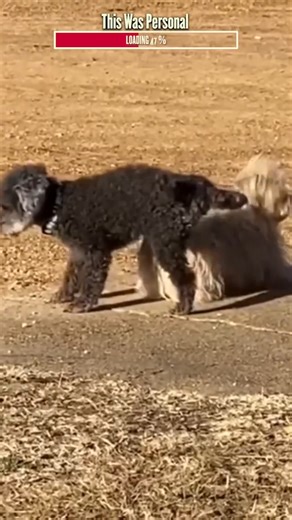 Animals Being Jerks | Algorithm Cleanse