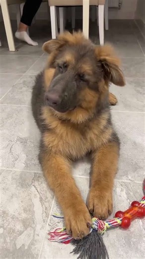 German shepherd puppy reacts to funny sounds with perfect head tilts