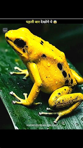 The Most Poisonous Frog on Earth 🐸😨 |#shorts #ytshorts #facts