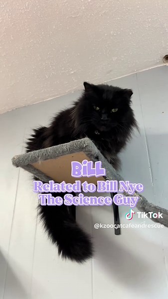 Kzoo Cat Cafe and Rescue on TikTok