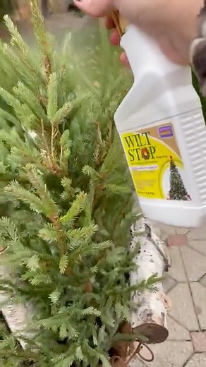 Mrs. Claus 虜 will be jealous of your winter displays as the secret to spruce tips staying fresh during the holiday season is Wilt Stop Xmas Tree & Wreath Ready-to-Use Spray. It protects plants from drying out, drought, wind burn, sunscald, winter kill, transplant shock, and salt damage. Pick up a bottle on Amazon now --> https://amzn.to/48Nh0U9 | Bonide | Facebook