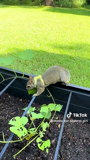 Wait for it… -leash off -she’s making sure the door is open -like a kid doesn’t want to stop playing. (But look at that cute face 🥹- ok a couple more minutes) #momosquirrel #outside #harness #leash #digging #garden