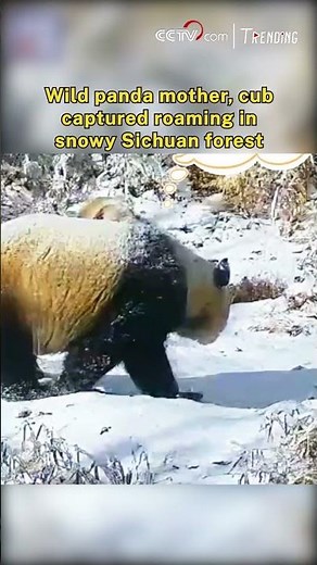 Wild panda mother, cub captured roaming in snowy Sichuan forest