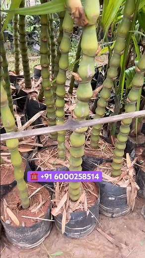 Buddha Belly Bamboo Plants for Sale – Wholesale Nursery Price #buddhabelly
