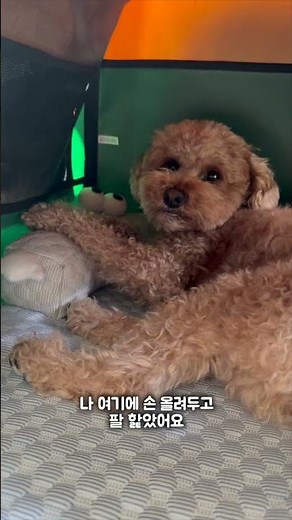 배게 사용법을 모르는 거 같은 푸딩이