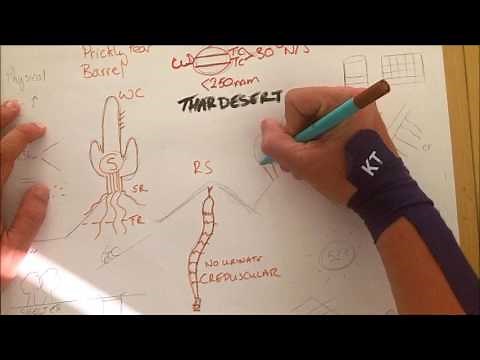 Thar Desert - Hot Desert Environment and Desertification