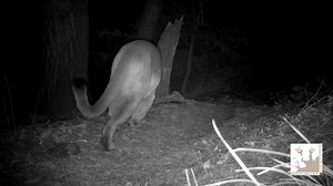 422K views · 57 shares | #DidYouKnow that mountain lions can jump in excess of 40 feet when in a run and can leap 15 feet vertically up a tree! #FelineFriday | Mountain Lion Foundation | Facebook