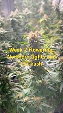 Iconic strains OG kush and Northern lights