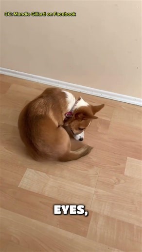 Why do dogs chase their tails?