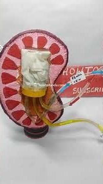 kidney working model - innovative - science project - inspire award winning project - howtofunda