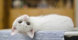 Découvrez les meilleures astuces pour enlever naturellement les puces d'un chat