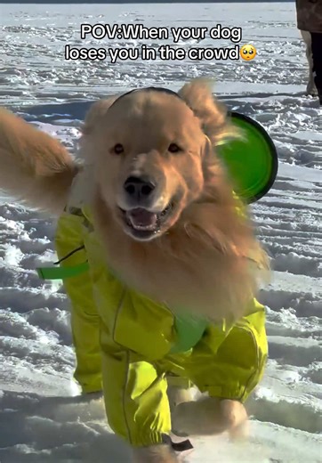 Golden Retriever's Journey to Find You
