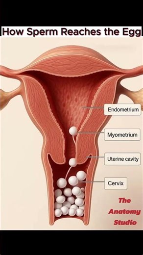 How Pregnancy Really Starts｜Fertilization｜Human Reproduction｜Anatomy